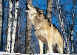 Un lobo aullando. / Archivo