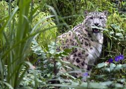 Guepardo en un zoo. / Archivo