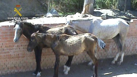 Caballos hallados en la finca. 