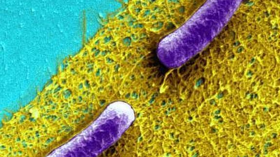 Bacterias E. coli en una matriz de material extracelular. 
