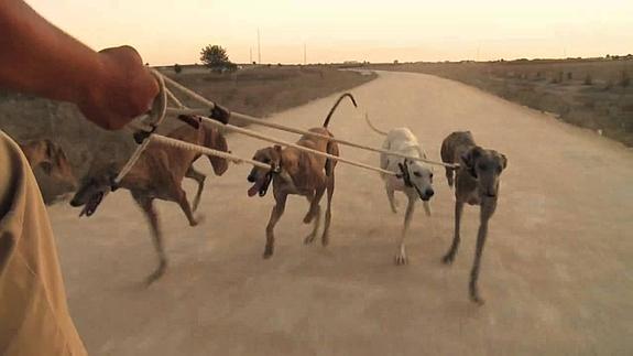 Imagen del documental 'Febrero, el miedo de los galgos'. 