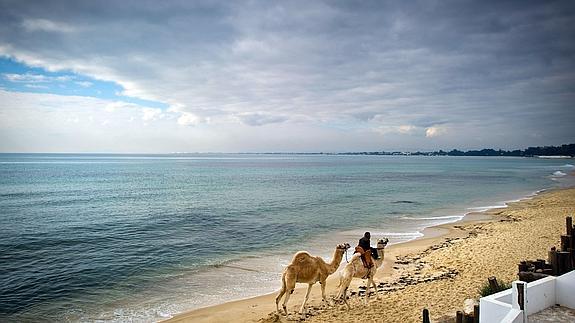 Un hombre y sus dromedarios se desplazan por una playa de Hammamet.