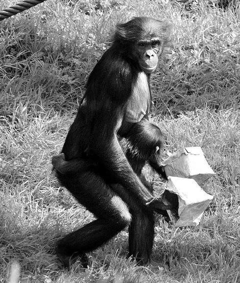 La mano humana ha cambiado menos que la del chimpancé en 6 millones de años