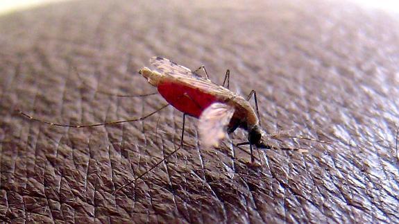 Mosquito 'Anopheles gambiae', transmisor de la malaria.