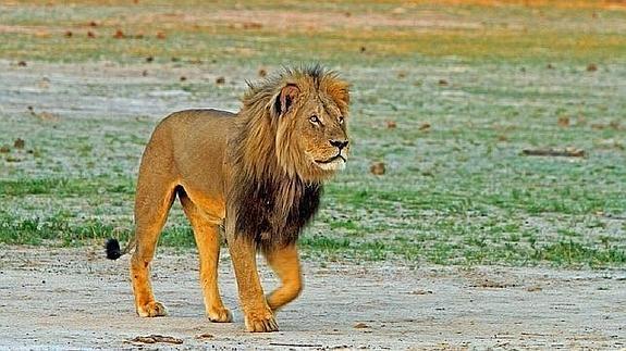 El león Cecil era el más famoso de Zimbabue.