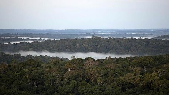La tasa de desaparición de bosques en el mundo se reduce a la mitad desde 1990