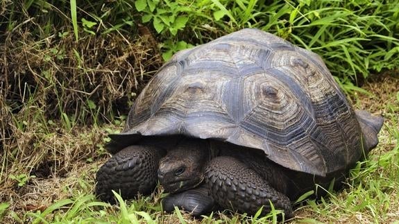 Una de las tortugas gigantes descubiertas en Galápagos.