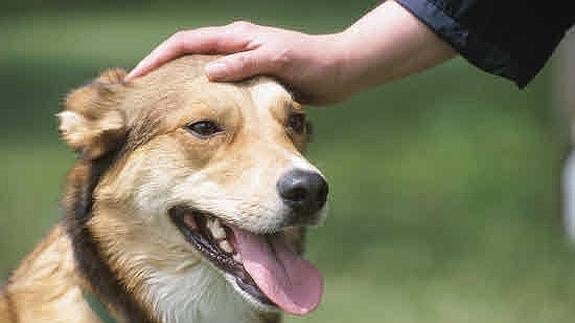 Una persona acaricia a su perro.