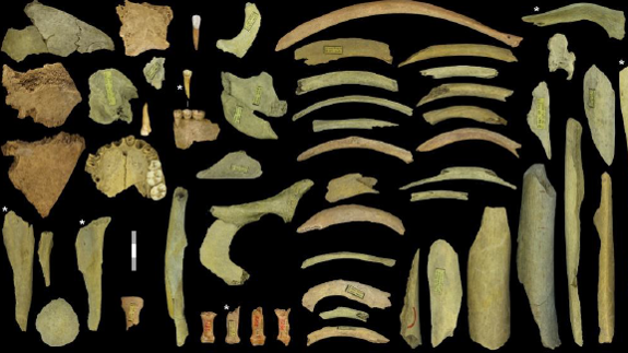 La colección neandertal de la tercera caverna de Goyet representa al menos cinco individuos.