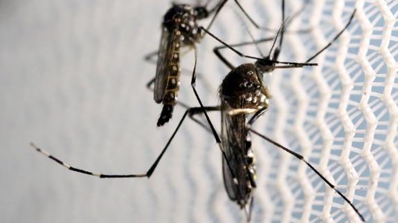 Aedes aegypti, mosquito portador de zika.