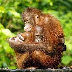 Un orangután abraza a su bebé.