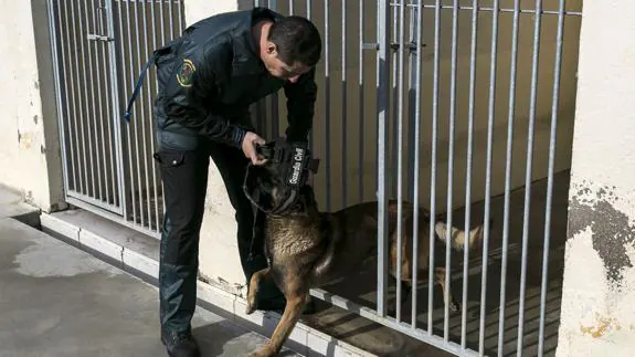 Detenido un hombre de 50 años por dejar morir a ocho perros en un pueblo de Granada