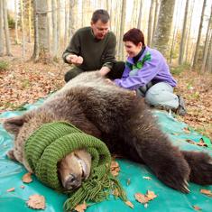 Un cazador y una veterinaria ponen un tranquilizante a un oso en los bosques de Masun, en Eslovenia.