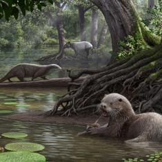 Reconstrucción de la nutria extinguida.