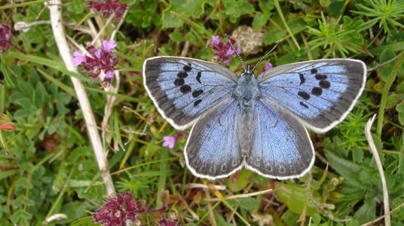 Mariposa de la especie grande azul (Phengaris arion).