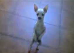 Willy, el perro que baila rumba