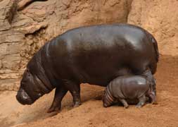 Nace un hipopótamo pigmeo en Bioparc Fuengirola