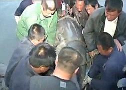 Capturan un pez kaluga de 617 kilos