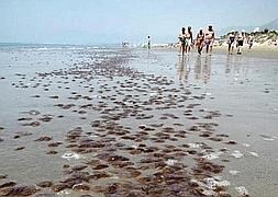 Plaga de medusas en el litoral de Marbella