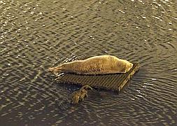 Imagen de la foca tomada esta madrugada.