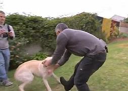 A César Millán le falla su encanto y un labrador le muerde en pleno trabajo