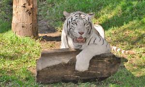 Bioparc Fuengirola despide a Ankur, su famoso tigre blanco