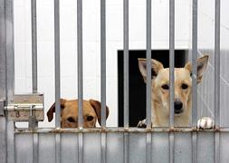 Durante los últimos seis años, solo un 5% de los animales que entraron en la perrera municipal fueron rescatados por sus dueños. / Carlos Moret