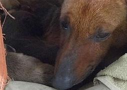 Una perra salva a un bebé abandonado de morir de frío