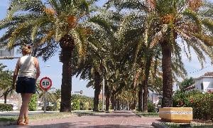 Un ejemplo de alineación es la avenida principal de Ciudad Jardín con palmeras canarias. :: F. González