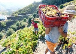 Raúl y Jesús Gámez transportan la uva a hombros por los escarpados montes de Almáchar. :: Carlos Moret