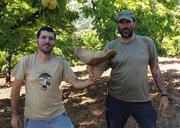 Imagen del ejemplar.::SUR