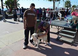 Participaron mascotas de varias provincias. ::Eugenio Cabezas