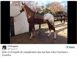 Fran Rivera recurre a Twitter para buscar nombre a su nuevo caballo