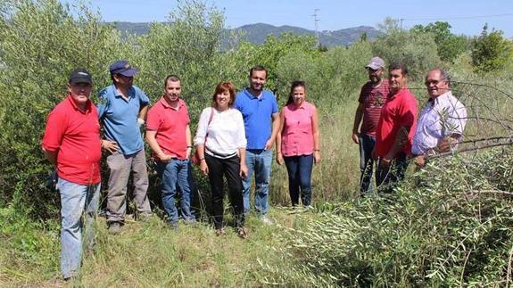 Ya han comenzado a limpiar olivos en una de las parcelas. 