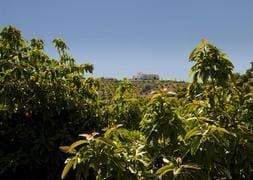 Finca de aguacates. / Sur