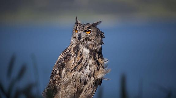 La serranía de las aves