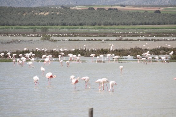 Las colonias de flamencos de Doñana y Fuente de Piedra son espectáculos que atraen a millares de visitantes. :: sur