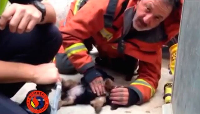 Un bombero hace boca-hocico a un cachorro para salvar su vida en Valencia