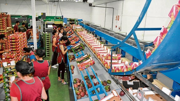 Trabajadores de Natural Tropic en la cadena de envasado de mango, producto que se encuentra en plena recolección en la Axarquía. 