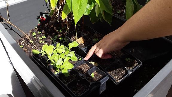 La hora de plantar la huerta de otoño