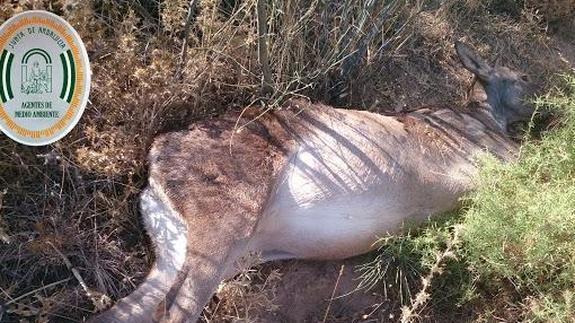 Sorprenden a tres cazadores furtivos en la comarca de Antequera