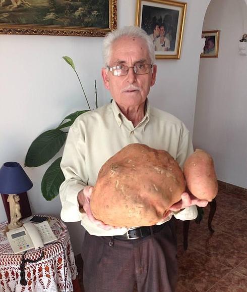 Un boniato de Récord Guiness en Nerja