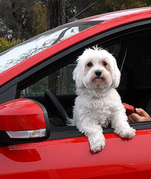 Cómo viajar con mi perro en Málaga