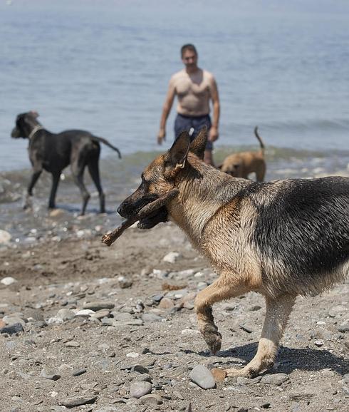 Dónde llevar a la playa a mi perro en Málaga