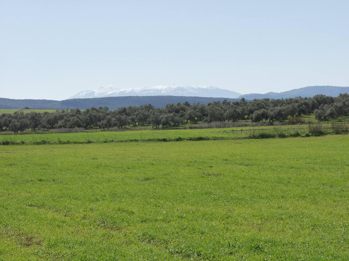 Además de las lagunas, el paisaje de esta zona está compuesto por campos de cereales y olivar