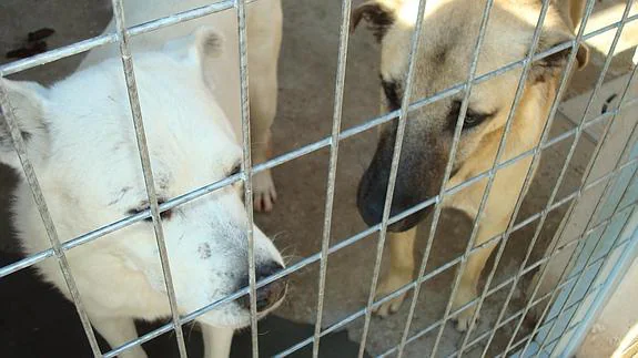 La Protectora limita por primera vez la entrada de animales abandonados ante la saturación de su refugio