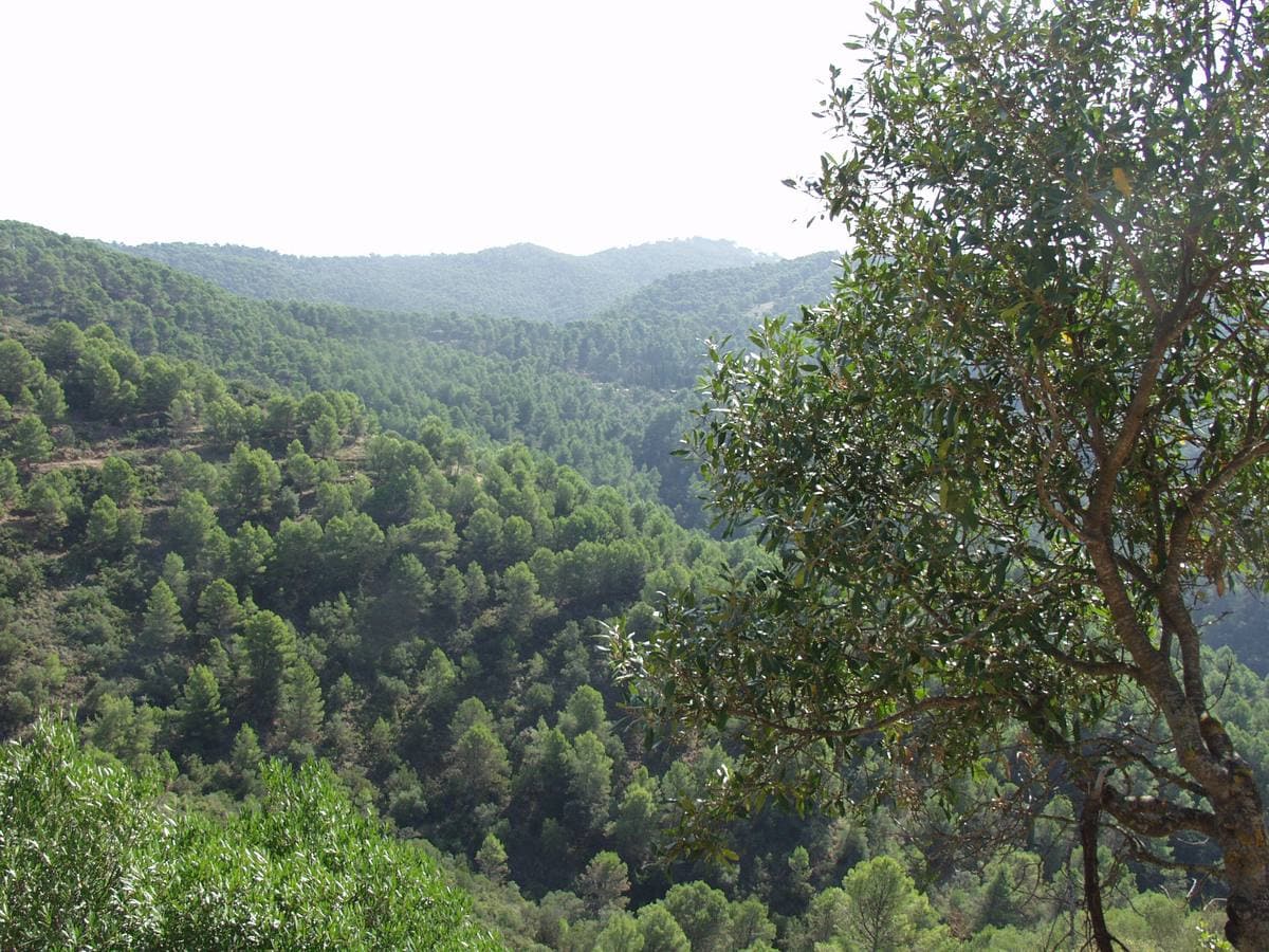 El pinar predomina en esta zona