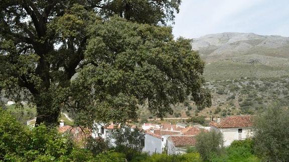 La encina se sitúa junto al municipio.