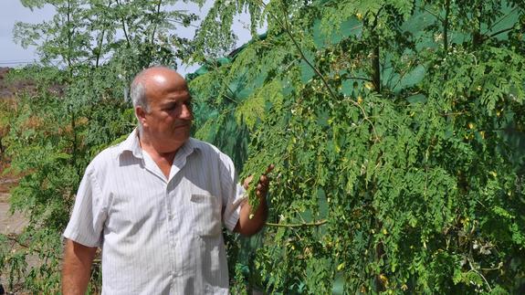La moringa recala en la Axarquía