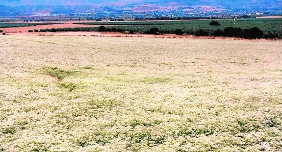 La comarca de Antequera consolida su liderazgo como productora de anís